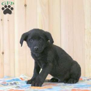 Tristan, Labrador Mix Puppy