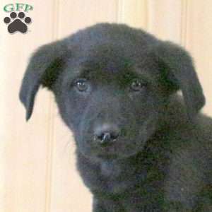 Tristan, Labrador Mix Puppy