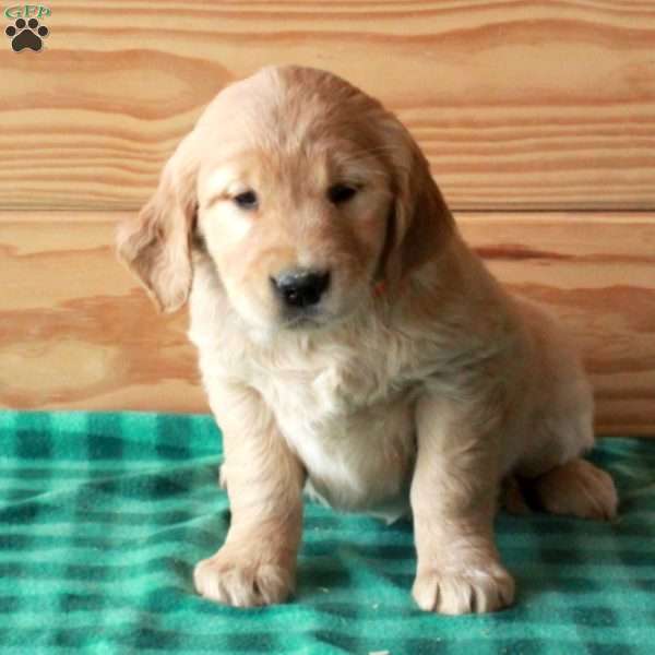 Trixie, Golden Retriever Puppy