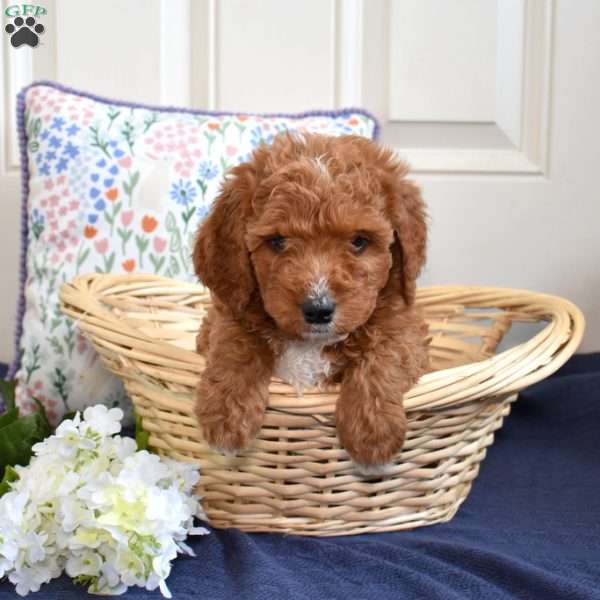 Trixie, Cavapoo Puppy