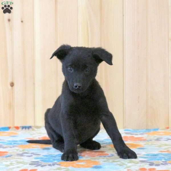 Trixie, Labrador Mix Puppy