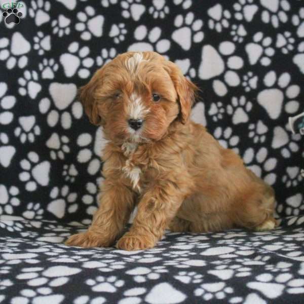 Trixie, Cavapoo Puppy