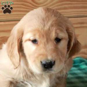 Trixie, Golden Retriever Puppy