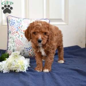 Trixie, Cavapoo Puppy