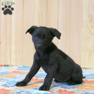 Trixie, Labrador Mix Puppy