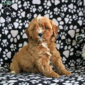 Trixie, Cavapoo Puppy