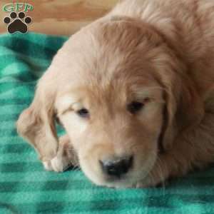 Trixie, Golden Retriever Puppy
