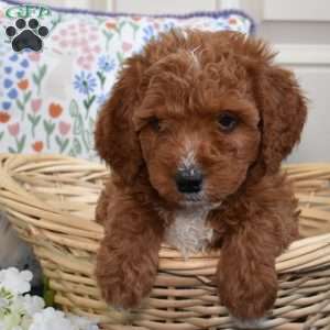 Trixie, Cavapoo Puppy