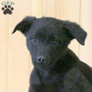 Trixie, Labrador Mix Puppy