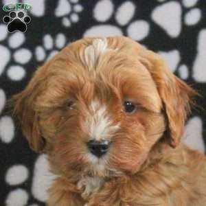 Trixie, Cavapoo Puppy