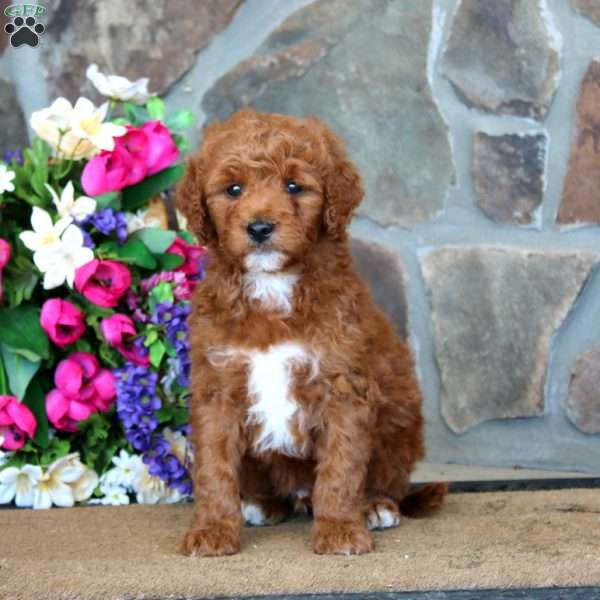 Troy – F1B, Goldendoodle Puppy