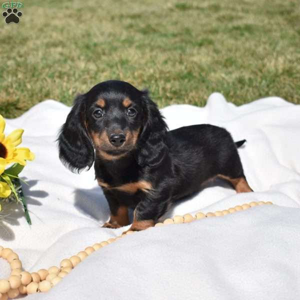 Truffles, Dachshund Puppy