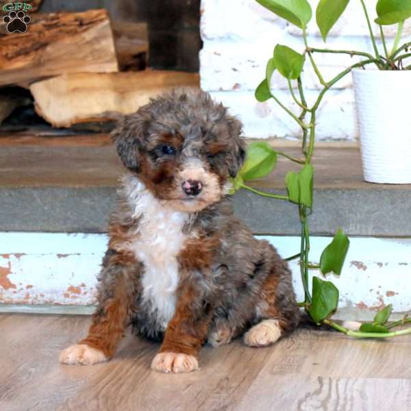 Truly, Mini Bernedoodle Puppy