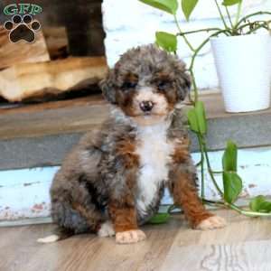 Truly, Mini Bernedoodle Puppy