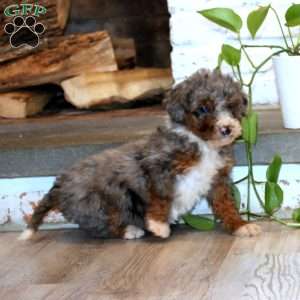 Truly, Mini Bernedoodle Puppy