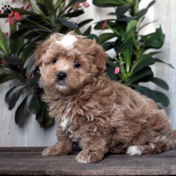 Tucker, Maltipoo Puppy