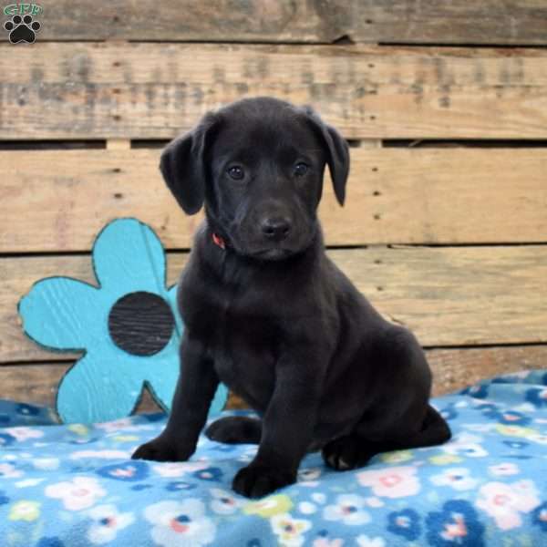 Tucker, Golden Labrador Puppy