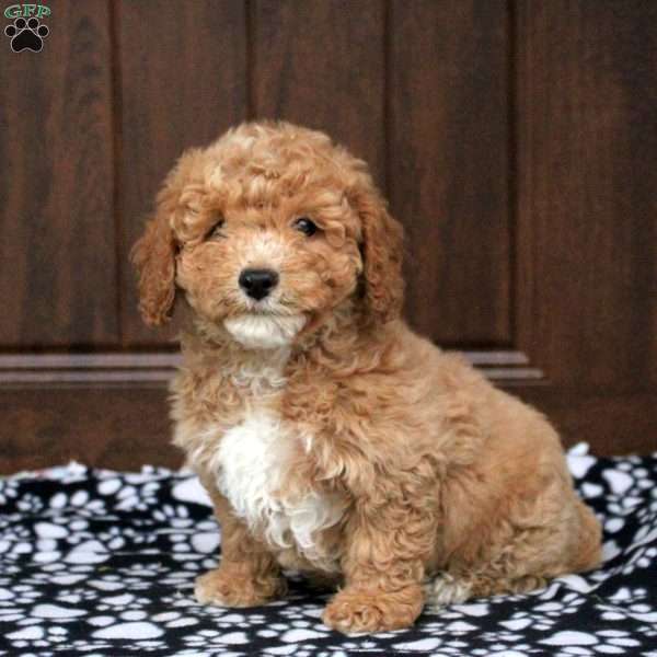 Tucker, Bich-Poo Puppy