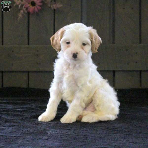 Tucker, Cavapoo Puppy