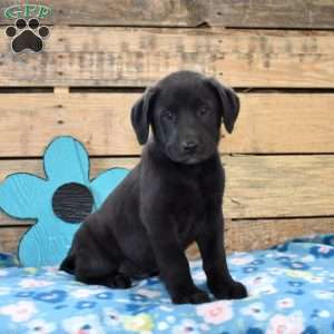 Tucker, Golden Labrador Puppy