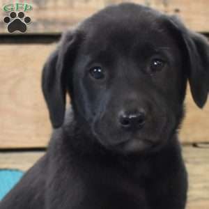 Tucker, Golden Labrador Puppy
