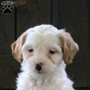 Tucker, Cavapoo Puppy