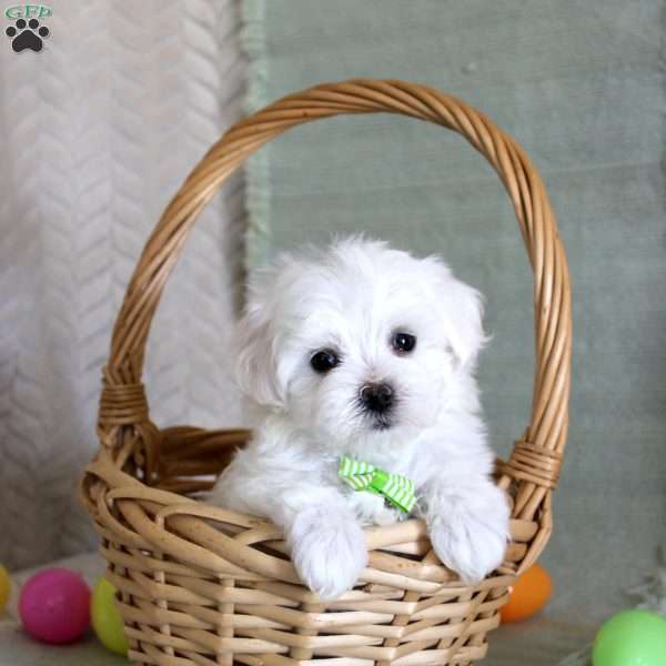 Tuffy, Maltese Puppy