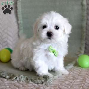 Tuffy, Maltese Puppy