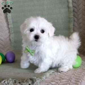 Tuffy, Maltese Puppy