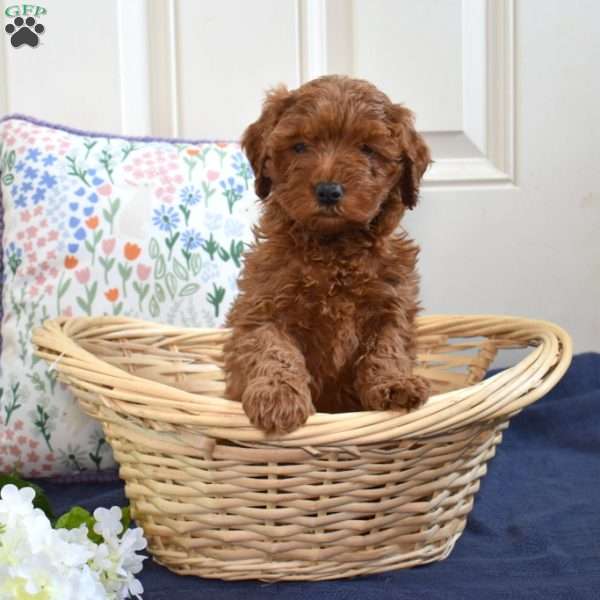 Tulip, Cavapoo Puppy