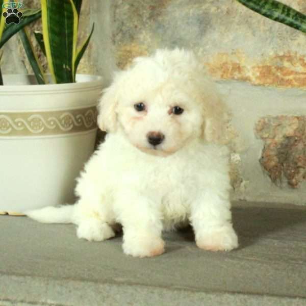 Tulip, Bich-Poo Puppy