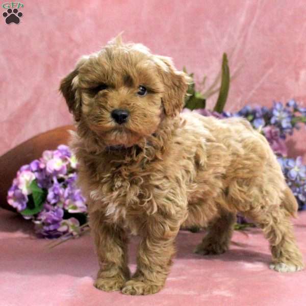 Tulip, Mini Goldendoodle Puppy
