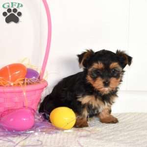 Tulip, Yorkie Puppy