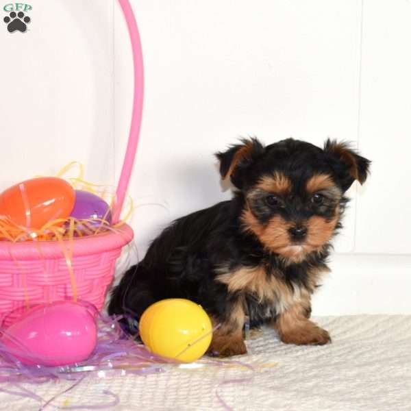 Tulip, Yorkie Puppy