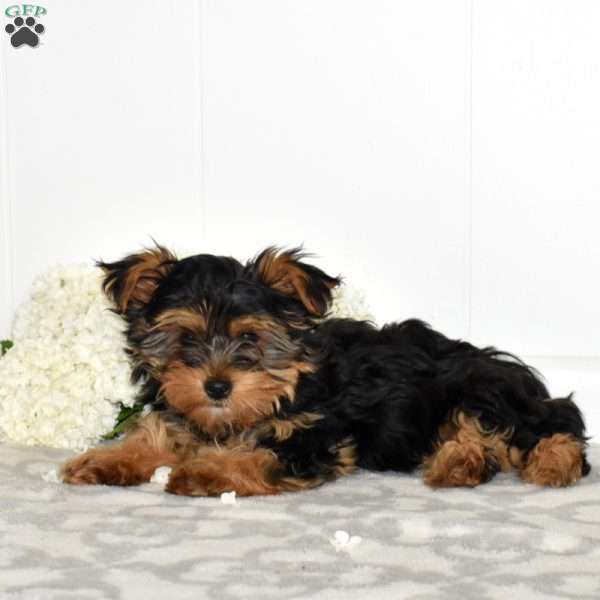 Tulip, Yorkie Puppy