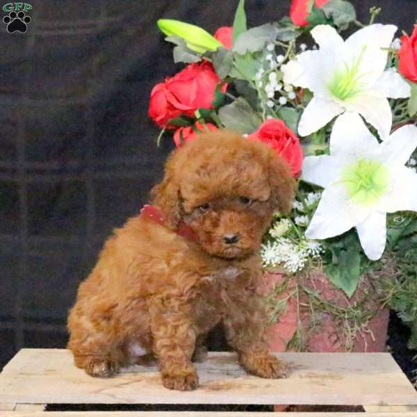 Tulip – F1B, Mini Goldendoodle Puppy