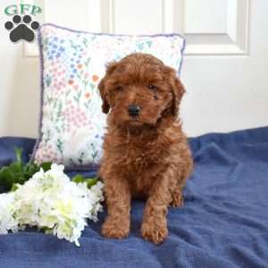 Tulip, Cavapoo Puppy