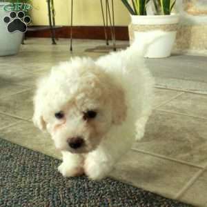 Tulip, Bich-Poo Puppy