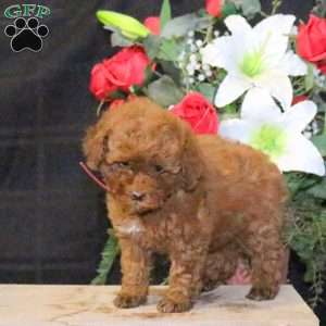 Tulip – F1B, Mini Goldendoodle Puppy