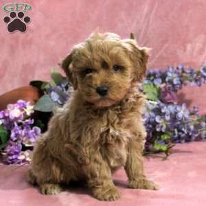 Tulip, Mini Goldendoodle Puppy