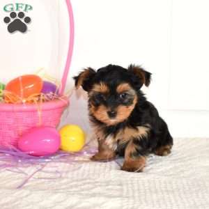 Tulip, Yorkie Puppy
