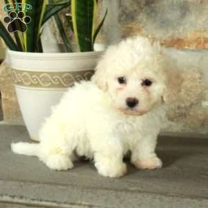 Tulip, Bich-Poo Puppy