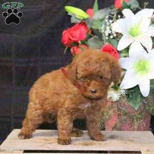 Tulip – F1B, Mini Goldendoodle Puppy