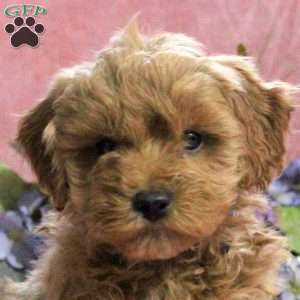 Tulip, Mini Goldendoodle Puppy