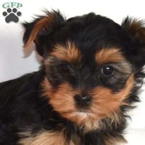 Tulip, Yorkie Puppy