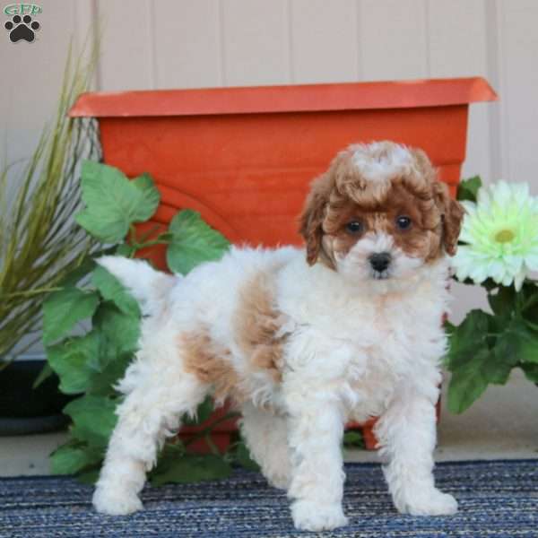 Tulip, Miniature Poodle Puppy