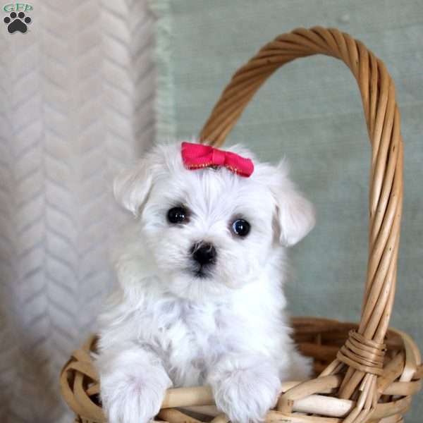 Tulip, Maltese Puppy