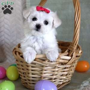 Tulip, Maltese Puppy