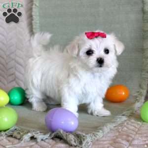 Tulip, Maltese Puppy