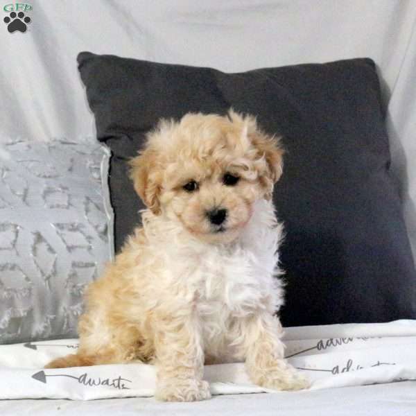 Tundra, Bich-Poo Puppy